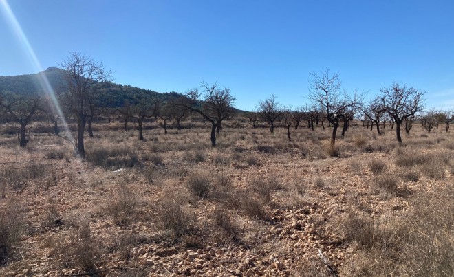 Parcela / Terreno · Venta · Hondón de las Nieves · HONDON DE LAS NIEVES