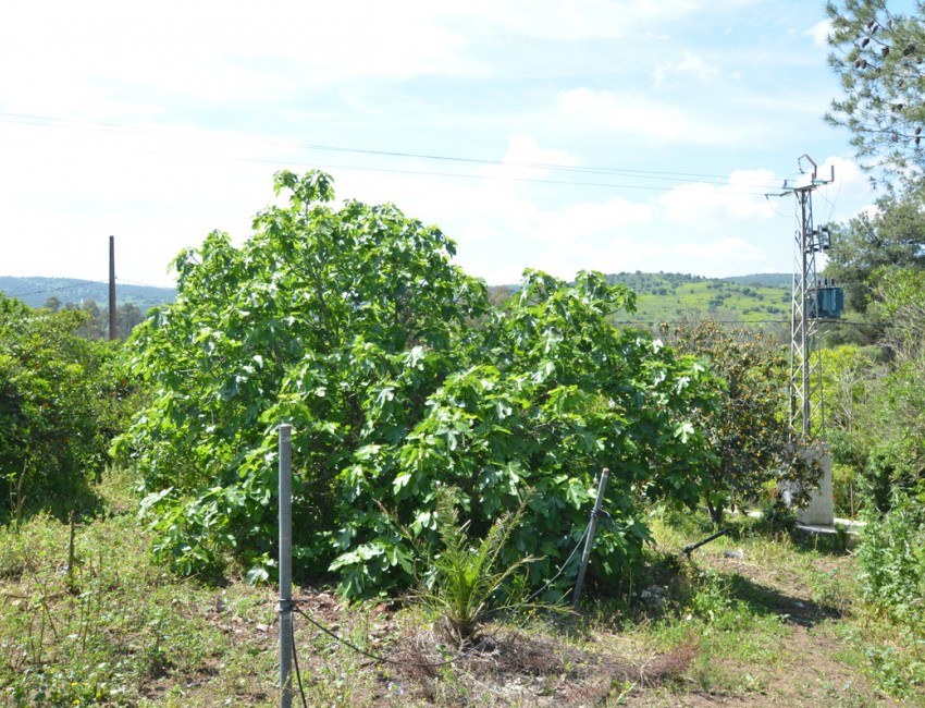 Sale · Villa · San Martín de Tesorillo · Costa del Sol