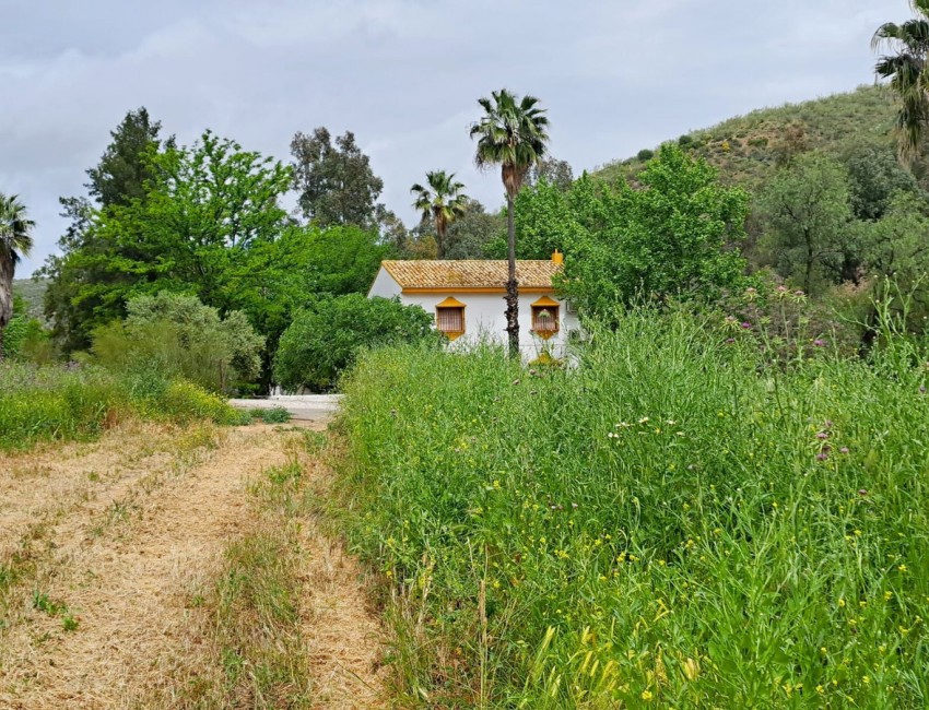 Revente · Parcelle / Terrain · El Saucejo · Sevilla