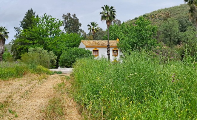 Revente · Parcelle / Terrain · El Saucejo · Sevilla