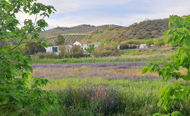 Revente · Parcelle / Terrain · El Saucejo · Sevilla