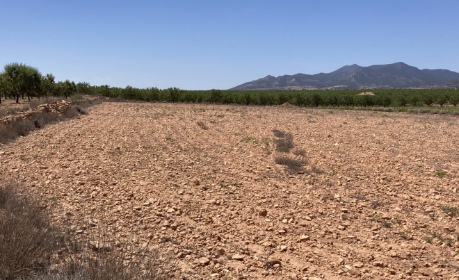 Revente · Parcelle / Terrain · Pinoso · Lel