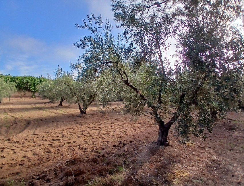 Venta ·  · Jumilla