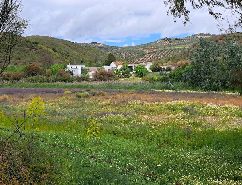 Sale · Plot / Land · El Saucejo · Sevilla