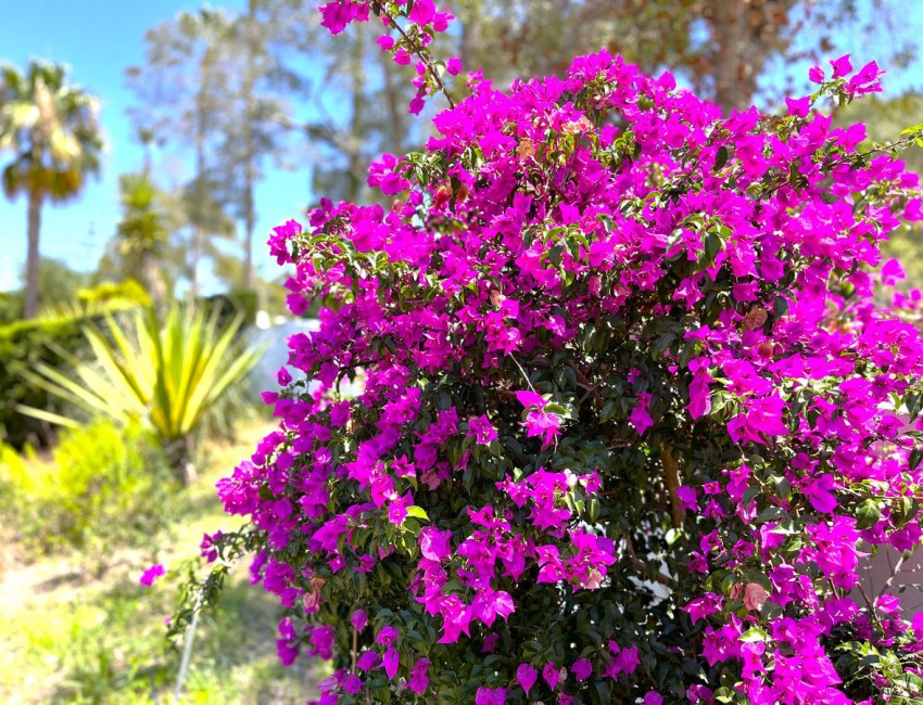 Sale · Villa · Sotogrande · Costa del Sol