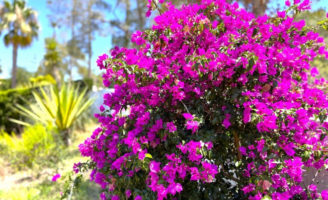 Sale · Villa · Sotogrande · Costa del Sol