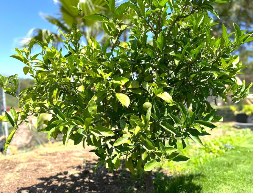 Sale · Villa · Sotogrande · Costa del Sol