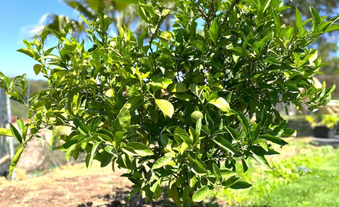 Sale · Villa · Sotogrande · Costa del Sol