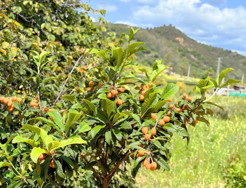Revente · Villa · Estepona · Costa del Sol
