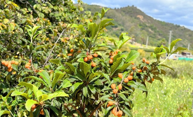 Revente · Villa · Estepona · Costa del Sol