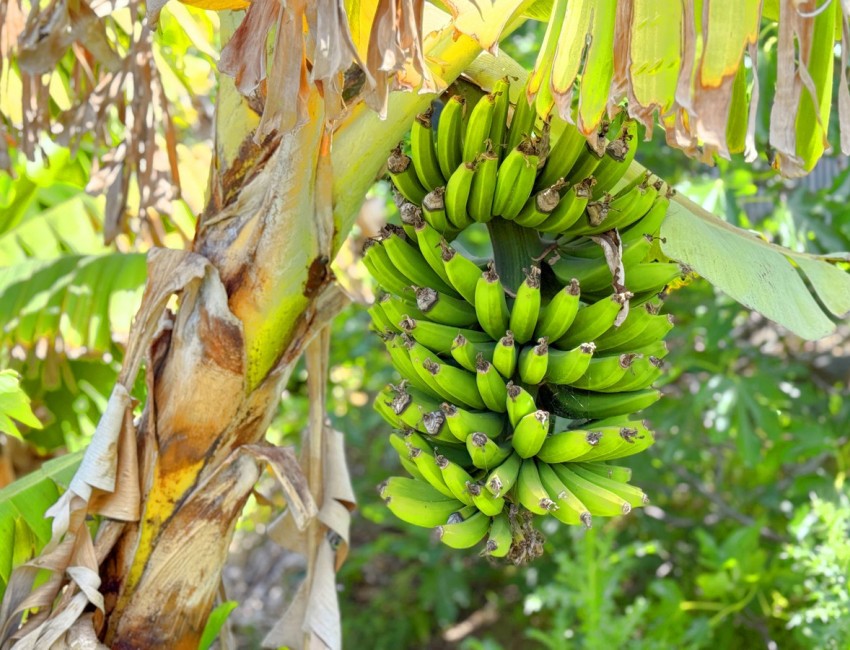 Revente · Villa · Estepona · Costa del Sol