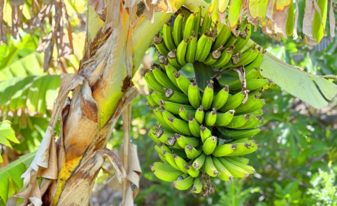 Revente · Villa · Estepona · Costa del Sol