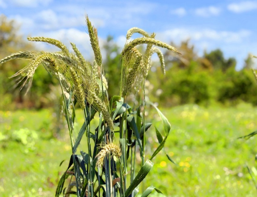 Revente · Villa · Estepona · Costa del Sol