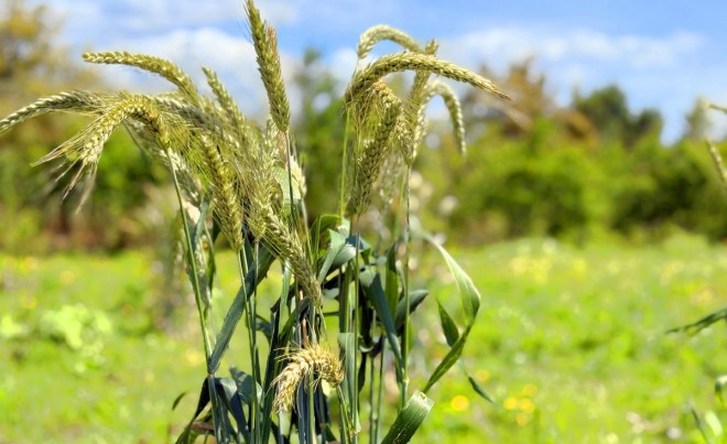 Revente · Villa · Estepona · Costa del Sol